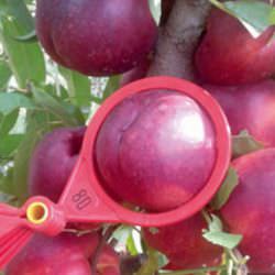 4055-10-nj-nektarin-1