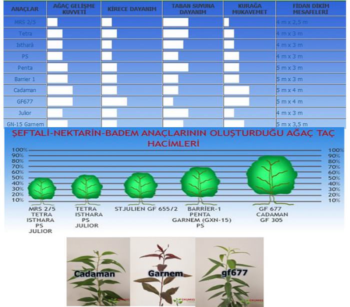 Bodur Şeftali & Badem Anaçları