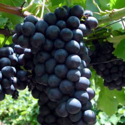 alphonse lavelle üzüm çeşidi