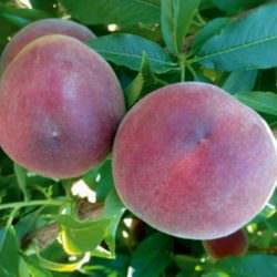 artemis şeftali çeşidi