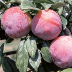 autumn giant japon eriği