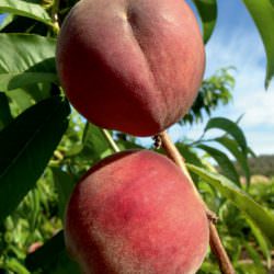 belem şeftali çeşidi