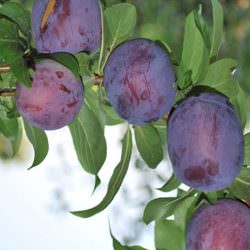 black beauty japon eriği