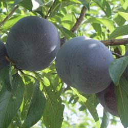 black diamon japon eriği