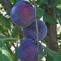 black star japon eriği