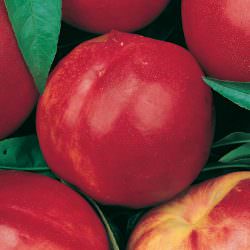 caldesi 200 nektarin