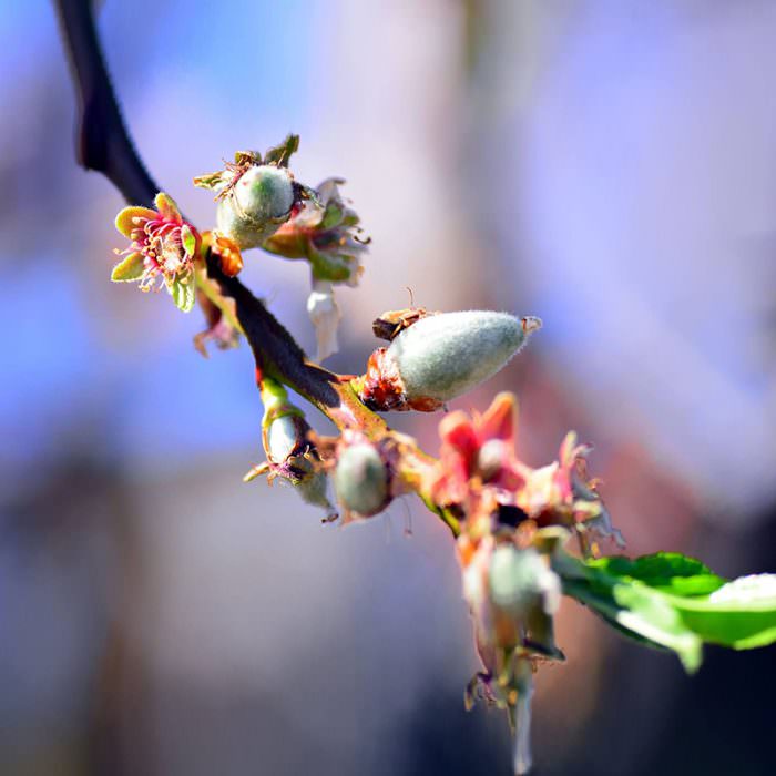 cağlalık datça bademi