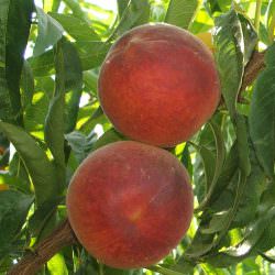 elegant lady şeftali