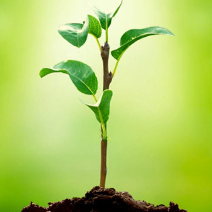 fidan üretim tesisimiz