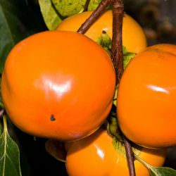 fuyu trabzon hurması