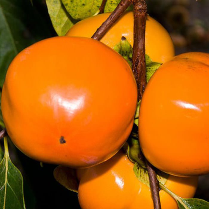 fuyu trabzon hurması