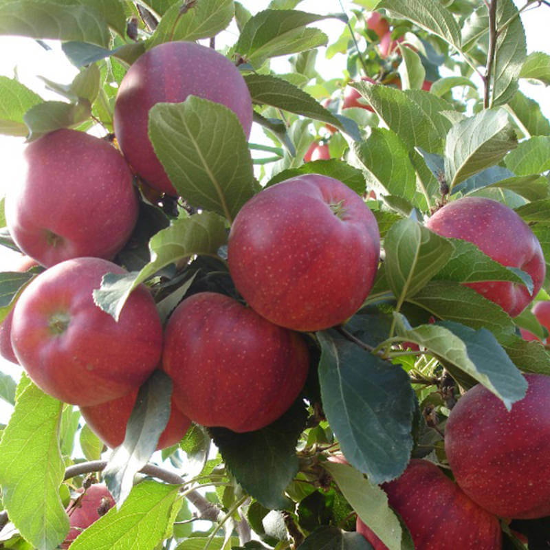 galaksi (galaxy) gala elma