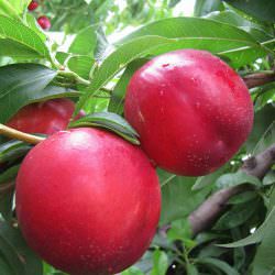 garminata-nektarin-1