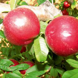 ha395-58-nb-nektarin