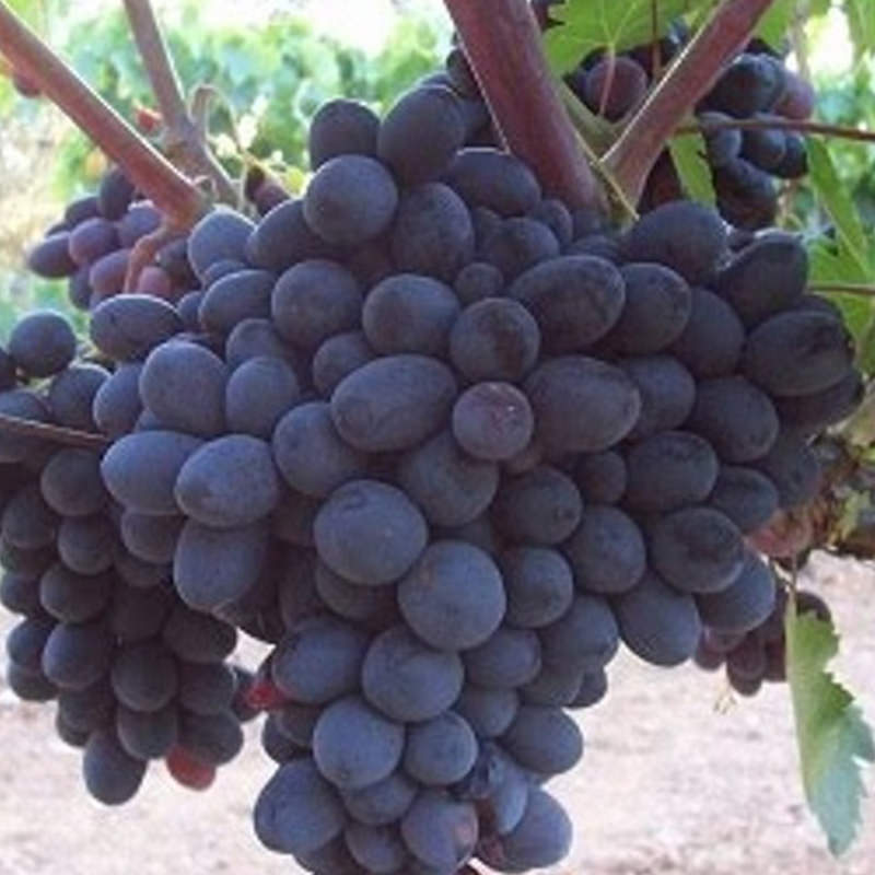 horoz karası üzüm çeşidi