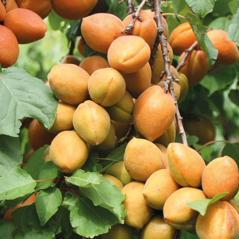 karacabey acı çekirdek kayısıkaracabey acı çekirdek kayısı