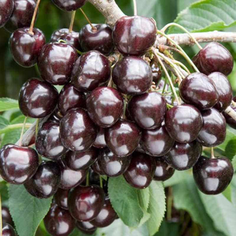 kordia (cordia) kirazı