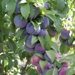 orijinal sun japon eriği