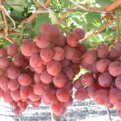 pembe gemre üzüm çeşidi