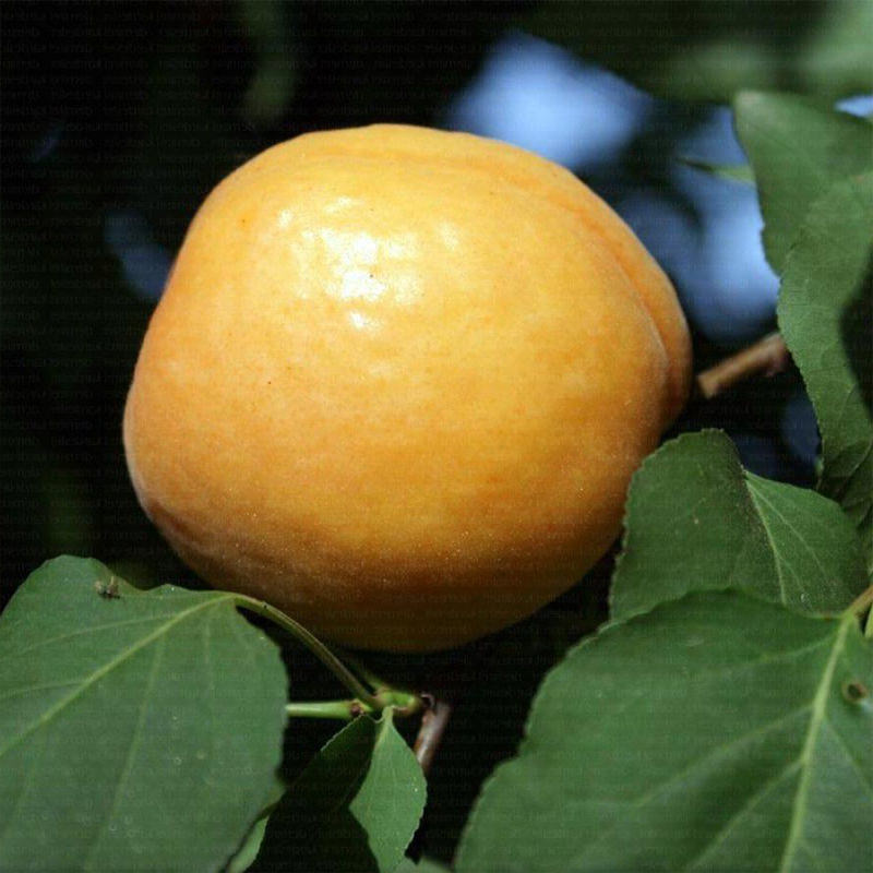 precedo de thyritinte kayısı