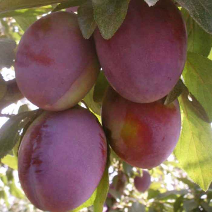 president avrupa eriği