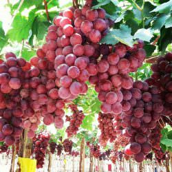red globe üzüm