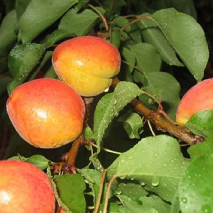 roksana (roxana) kayısı