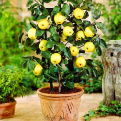 saksıda meyve fidanı