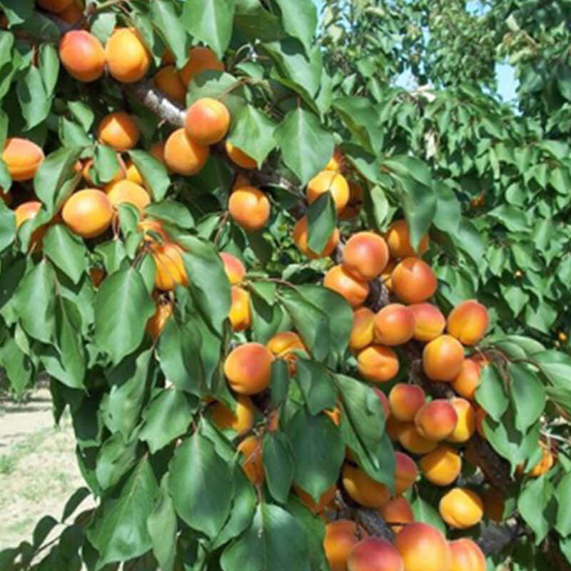 tokalıoğlu kayısı