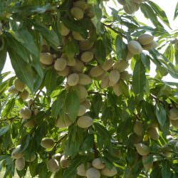 aşılı marinada badem fidanı