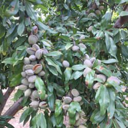 marinada badem fidanı satışı