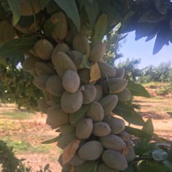 sertifikalı marinada badem fidanı