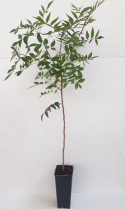 ucb-1-antep-fistigi-anaci