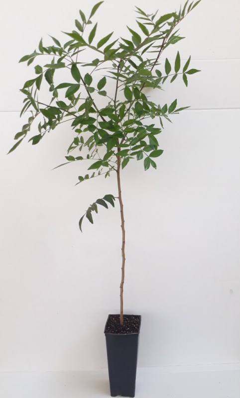 ucb-1-antep-fistigi-anaci